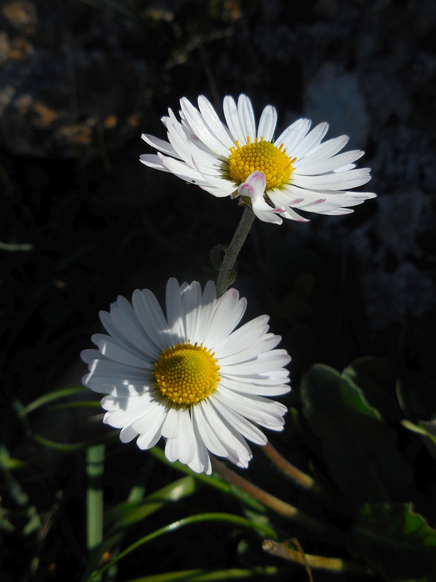 Bellis sylvestris, Portuguese Wood Daisy